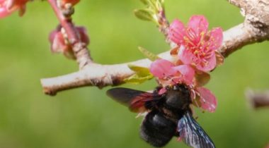 Les Chemins de la Biodiversité en PACA s&#039;organisent autour d&#039;Apidae