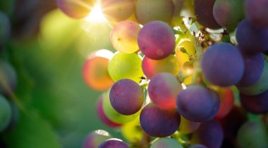 Une application pour localiser les vignerons de Provence